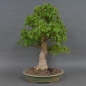 Preview: Acer buergerianum vorn
